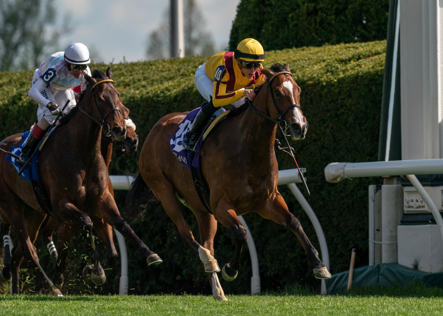 Twilight Gleaming (IRE)