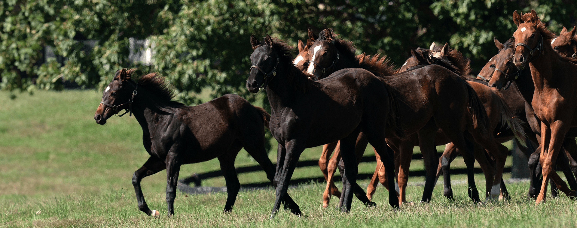 Yearlings Banner
